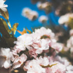 Blumenwiese