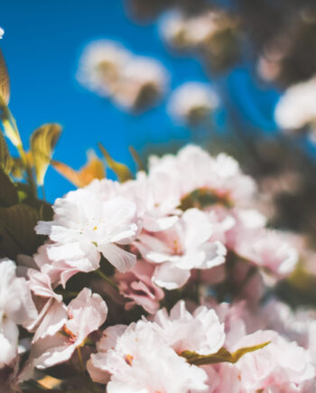 Blumenwiese