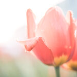 Täglich grüßt der Frühling