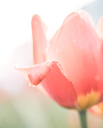 Täglich grüßt der Frühling